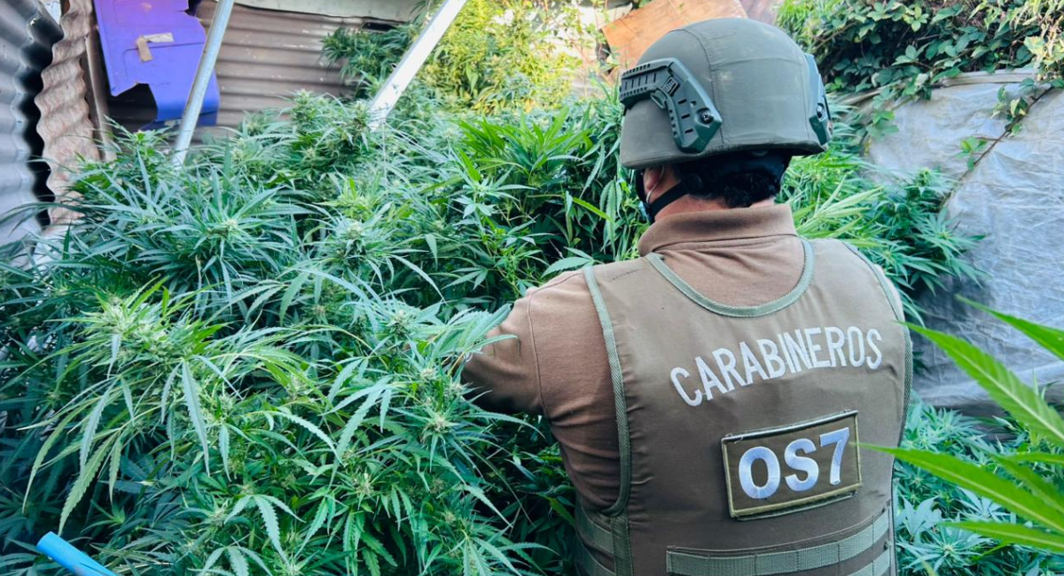 Marihuana Ñuble