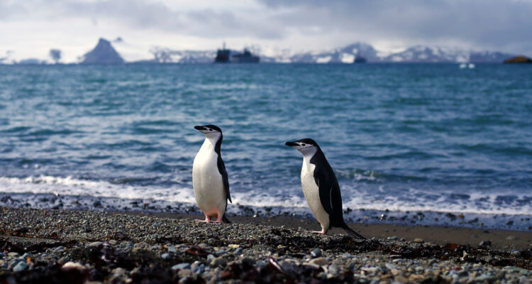 Científicos detectan por primera vez microplásticos en la Antártica