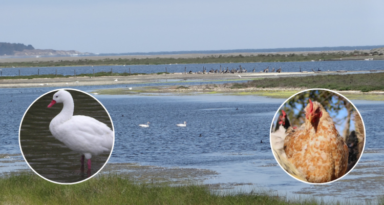 Caso de influenza aviar en aves silvestres por ahora no implica cierre de mercados en Chile, según SAG