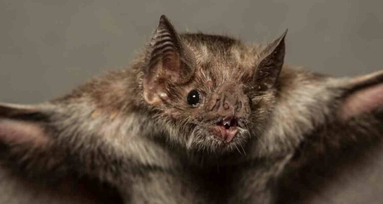 Murciélago con rabia en Municipio de Ercilla