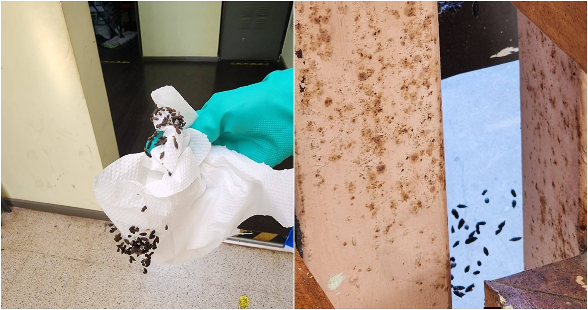 Cierran temporalmente municipio de Ercilla por murciélago con rabia