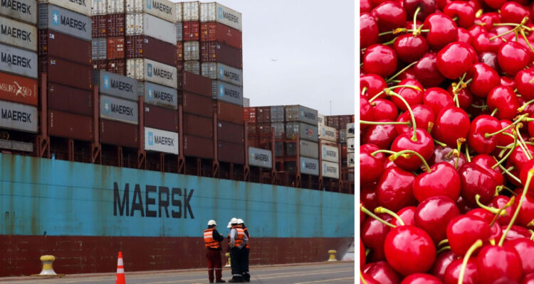 "Muy injusto": sector agrícola lamenta portazo del TC a productores de cerezas tras crisis del Saltoro