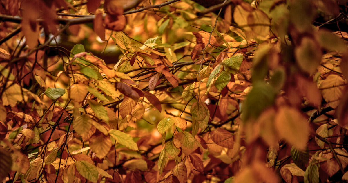 Otoño