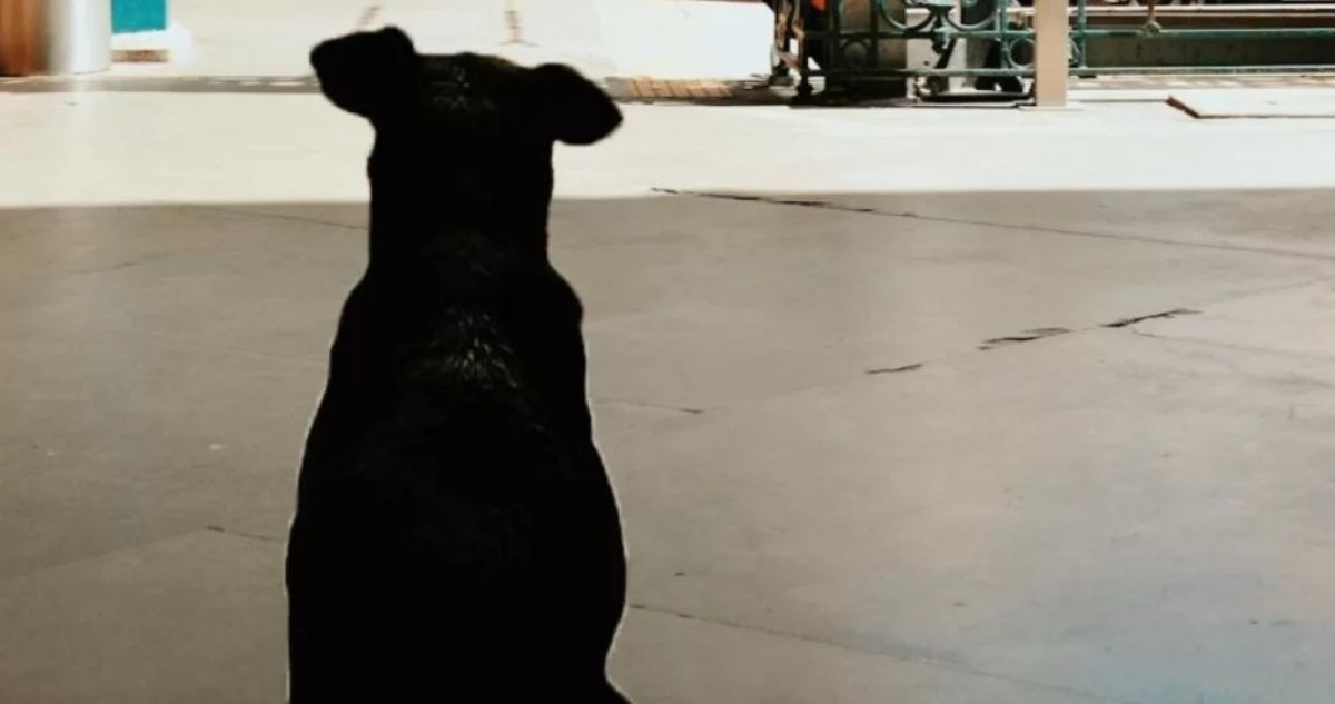 Detienen a pareja por degollar a perro y agredir a menos que intentó evitarlo en Mariquina