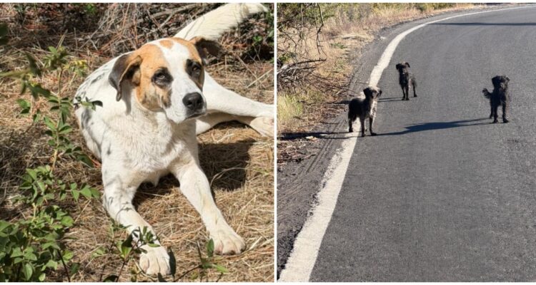Denucian que perrita fue violada en Los Ángeles