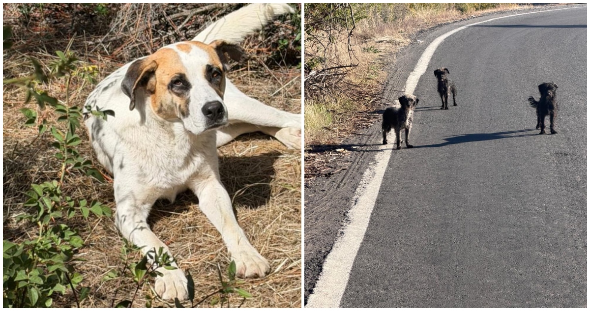 Denucian que perrita fue violada en Los Ángeles