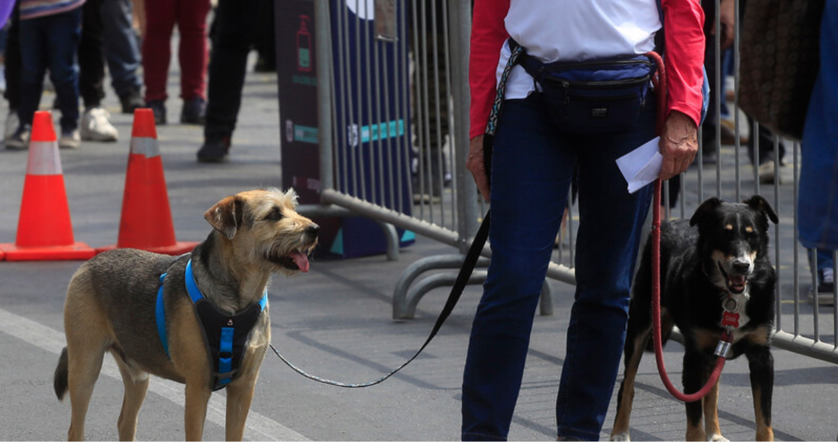 Municipio de Viña instruye revisión de postes luego que perro muriera electrocutado mientras paseaba