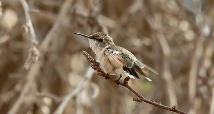 Foto de un picaflor de Arica