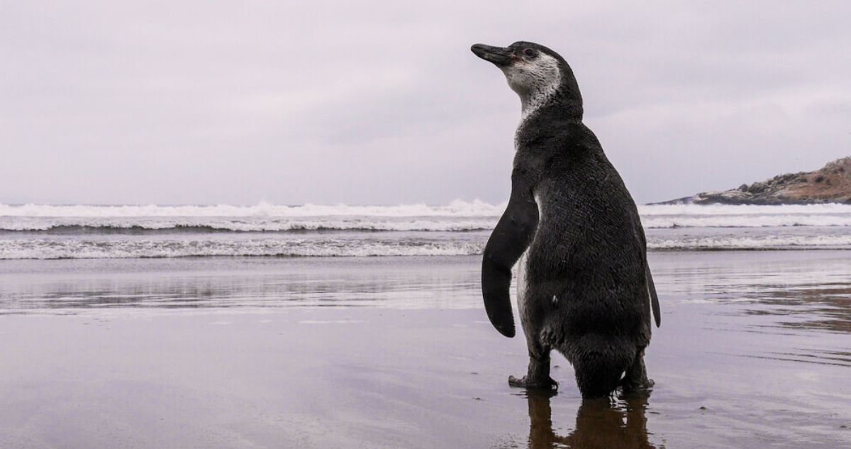 Experto y retiro de decreto que protegía al pingüino de Humboldt: “argumentos eran bastante sólidos”