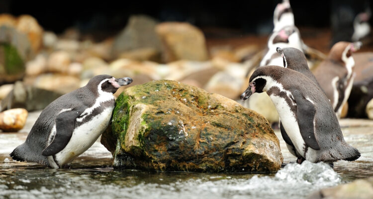 Fotos de pingüino de Humboldt