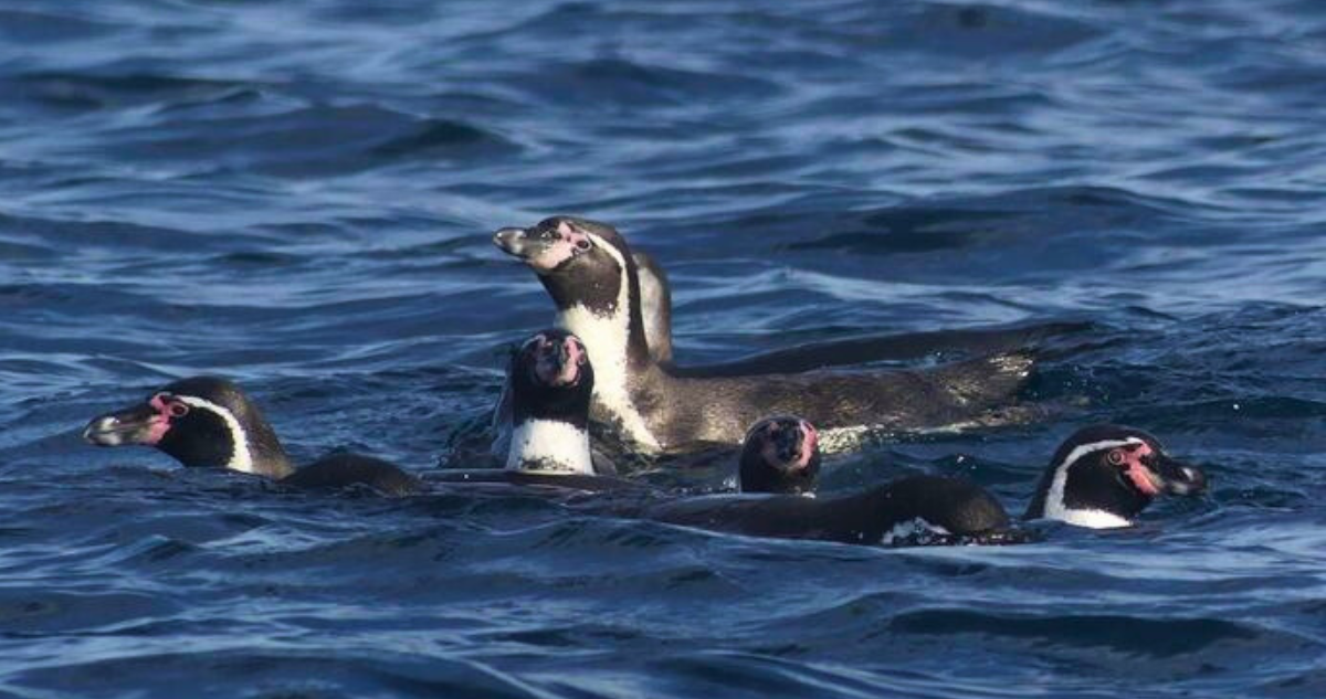 Tras retiro de decretos: ¿cuál es la importancia del Pingüino de Humboldt en el equilibrio del océano?