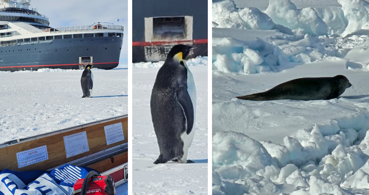 Pingüino emperador cerca de la zona de recolección de las muestras de hielo. Y foca posada sobre el hielo marino.