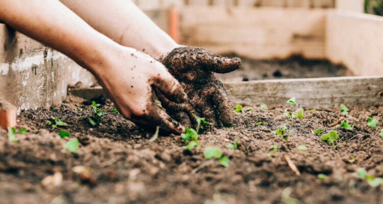 Foto de una plantación para ilustrar nota sobre las plantas resistentes a la sequía