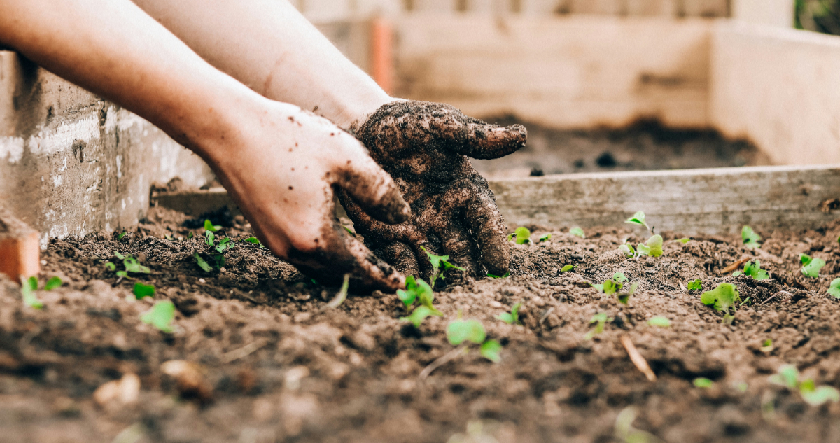 Foto de una plantación para ilustrar nota sobre las plantas resistentes a la sequía