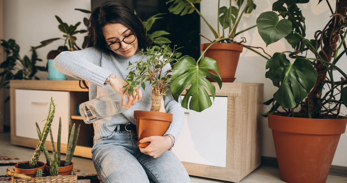 plantas