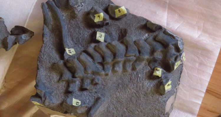 Restos óseos del plesiosaurio