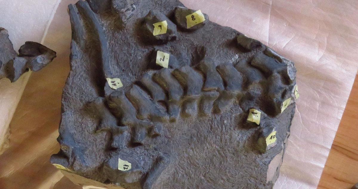Restos óseos del plesiosaurio