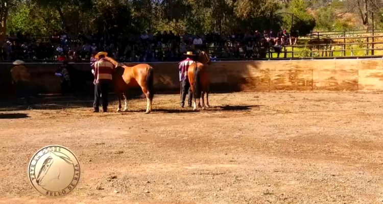 El Caballo en la Escuela: tradición en Río Hurtado