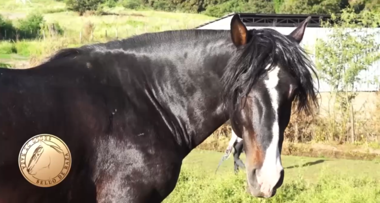 Criadero Cutipay en Angol