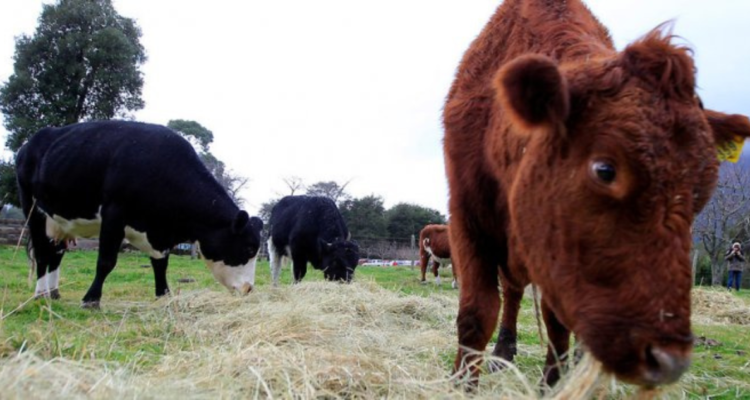 Investigan presunta red ilícita por aumento de robos y matanza de animales en zonas rurales en Bío Bío