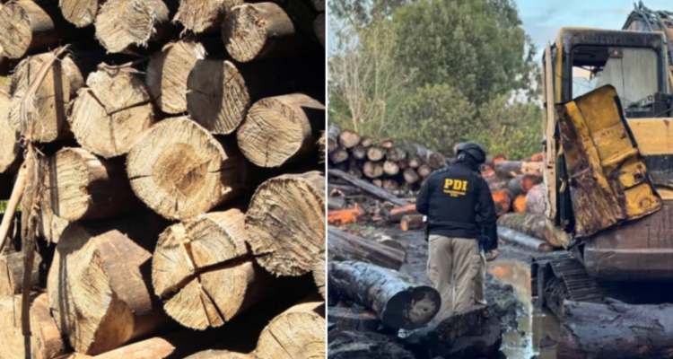 Robo de madera en Chonchi: 8 de 25 imputados quedan con arresto domiciliario y sigue la formalización