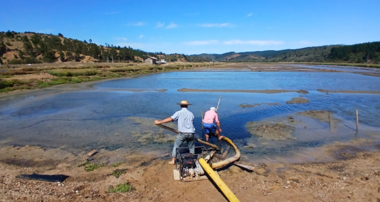 Salineros alertan pérdidas históricas en Cáhuil y apuntan a efectos del embalse Convento Viejo