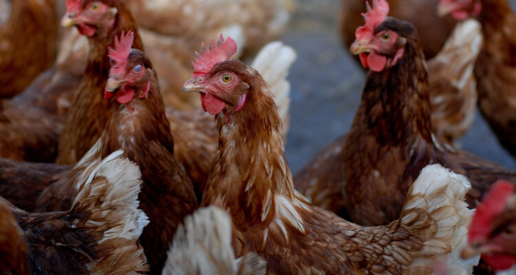 Se extiende la influenza aviar en el país: confirman casos en el Maule y Magallanes