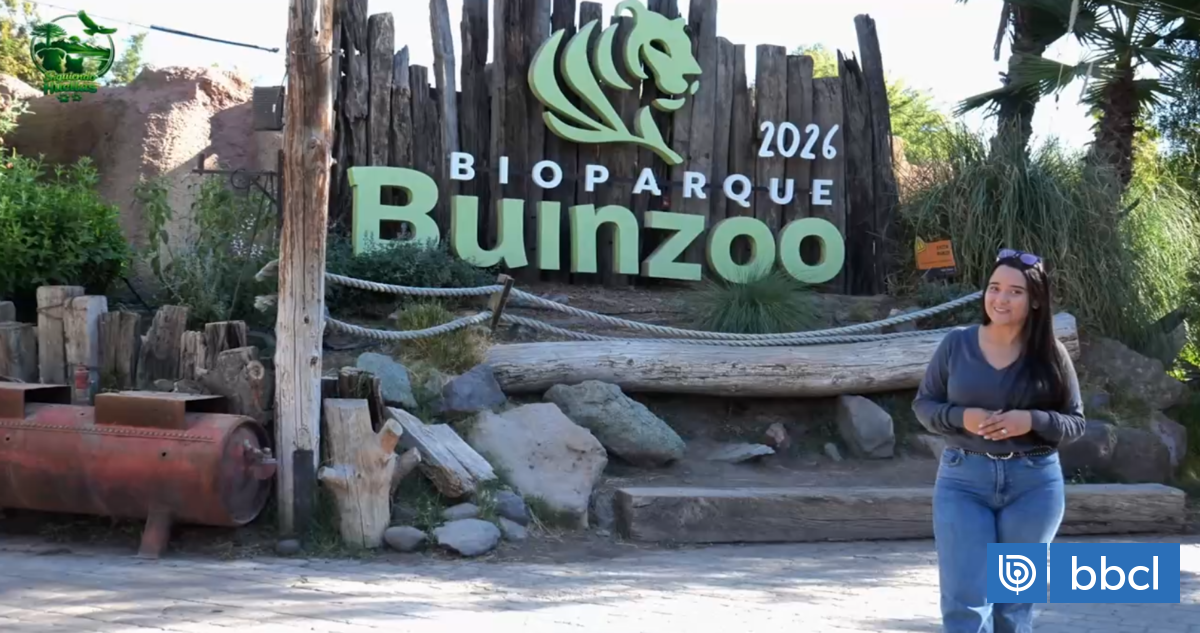 Siguiendo Huellas: Junto a Buinzoo conociendo más del pingüino de Humboldt