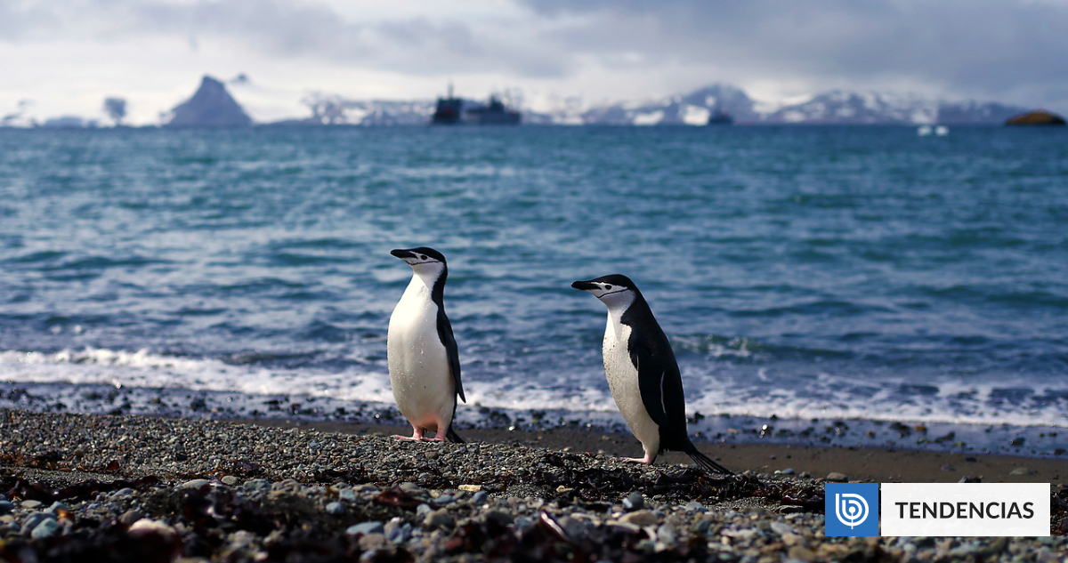 Científicos detectan por primera vez microplásticos en la Antártica