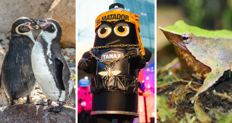 Pingüino de Humboldt, ranita de Darwin y corporeo de Tanax