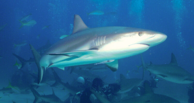 Foto de un tiburón de arrecife del Caribe