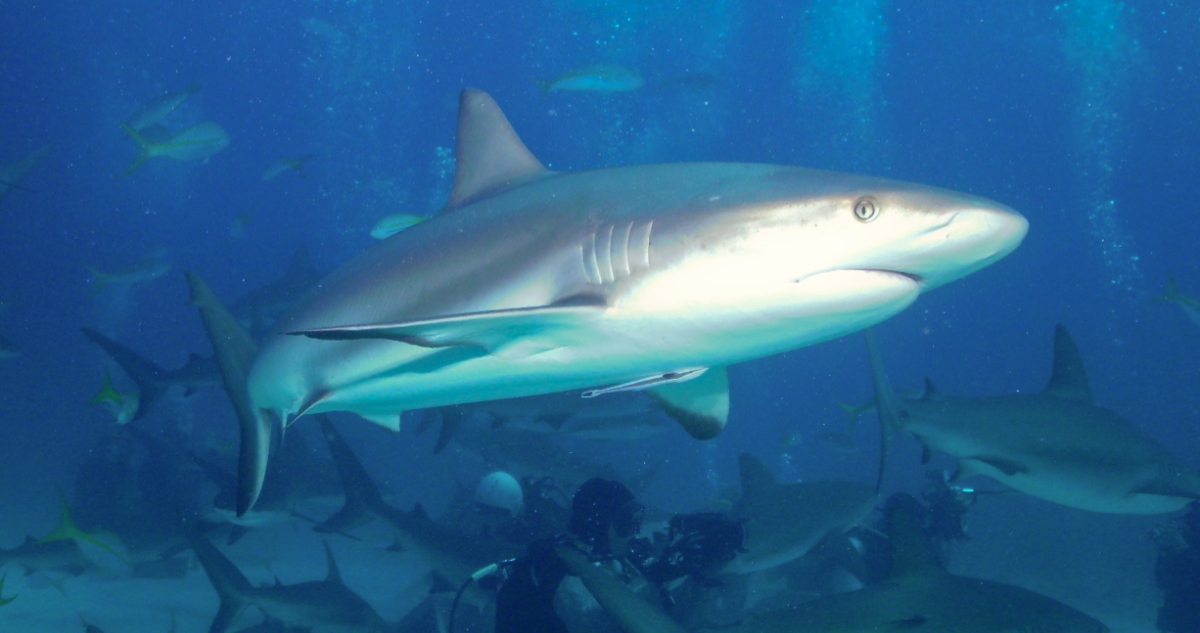 Foto de un tiburón de arrecife del Caribe