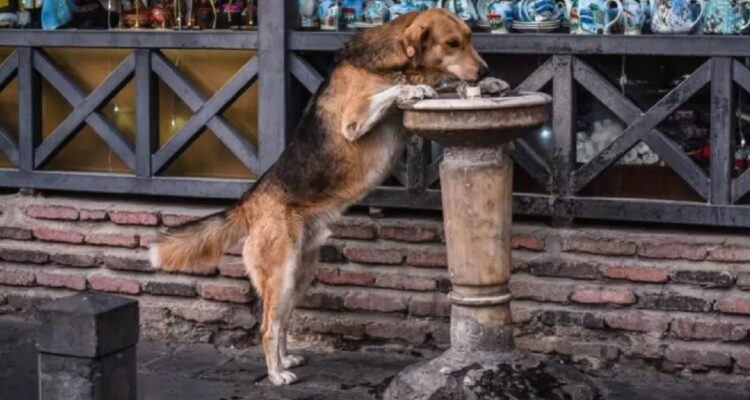 La capital europea donde los perros callejeros son tratados como reyes