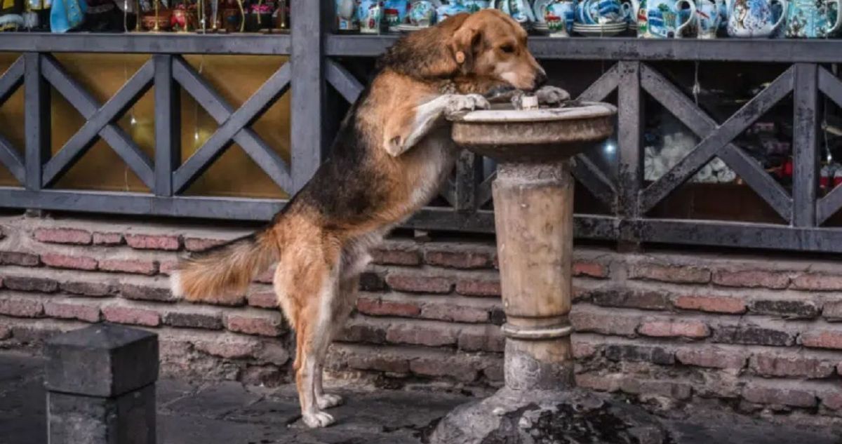 La capital europea donde los perros callejeros son tratados como reyes