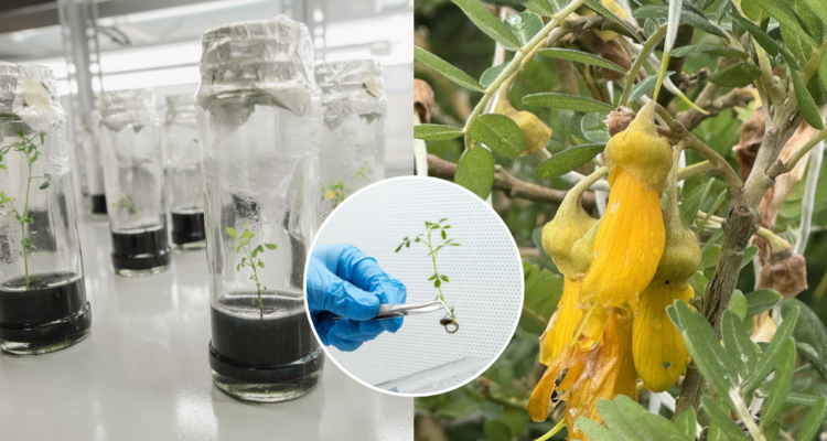 Científicas suecas visitan Chile para fase de restauración del toromiro, árbol extinto en Rapa Nui