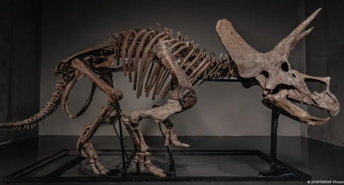 triceratops