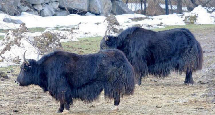 yaks