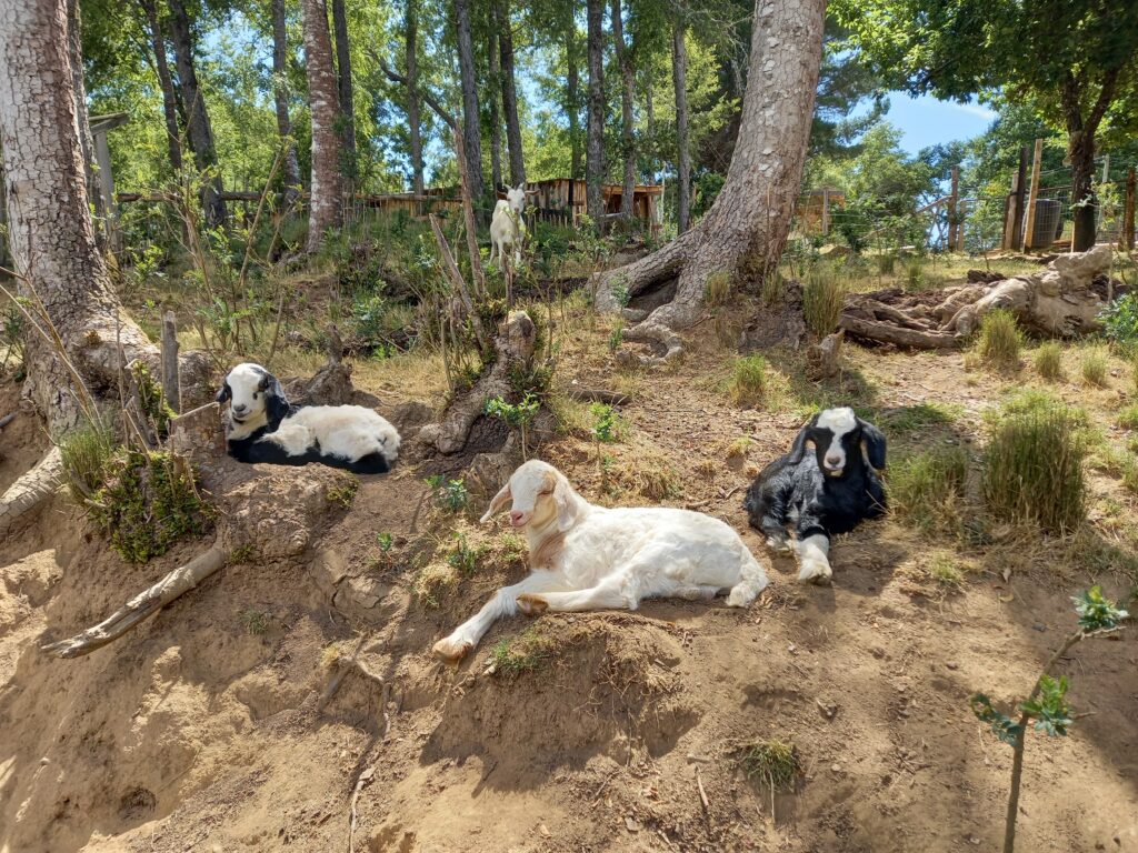 Cabras de Buena Cabra que hacen pastoreo estratégico y previenen incendios