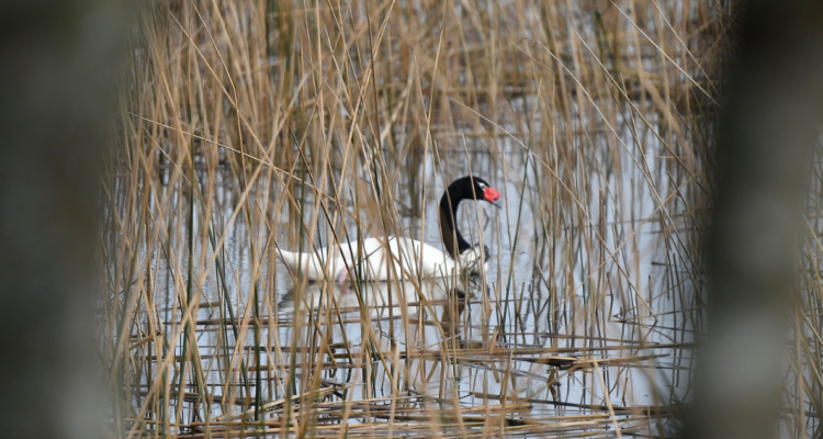 Encuentran muerto a cisne de cuello negro en la vía pública de Valdivia: podría ser gripe aviar