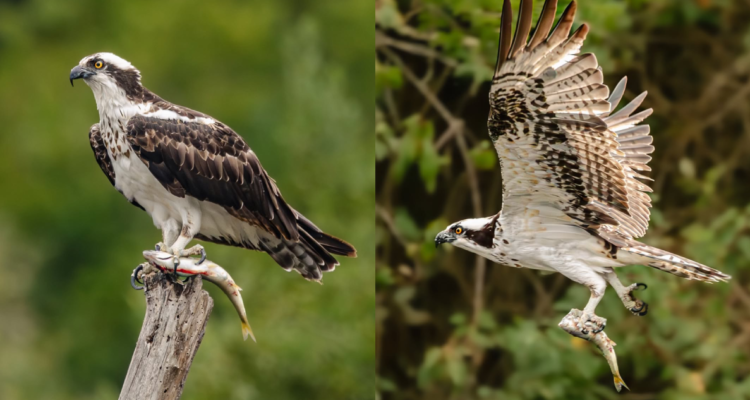 Águila pescadora en Parque Tricao.
