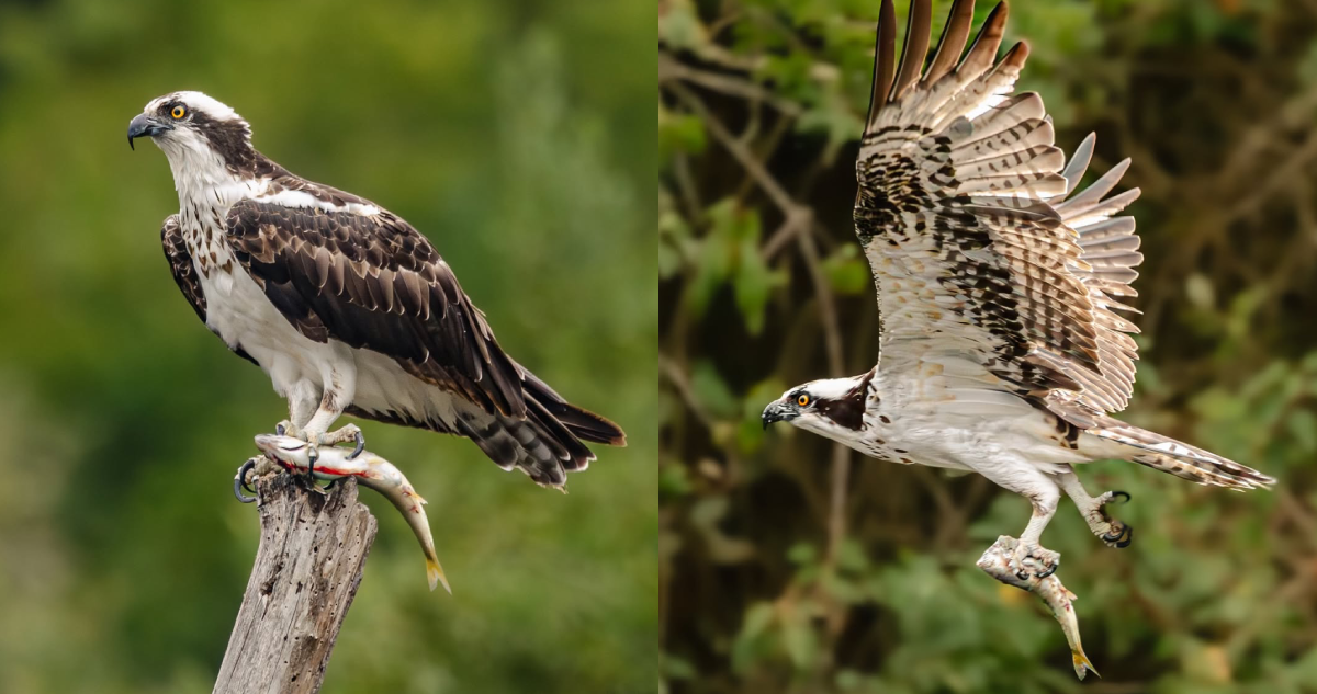 Águila pescadora en Parque Tricao.