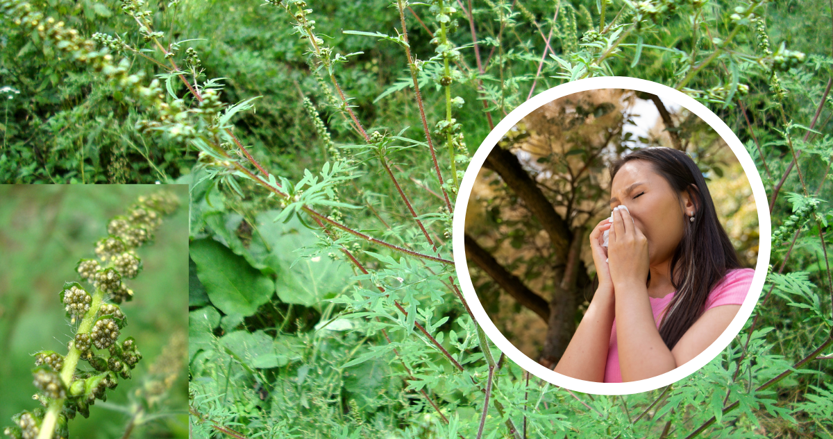 Ambrosía: la planta que provoca la alergia otoñal y síntomas similares a un resfrío