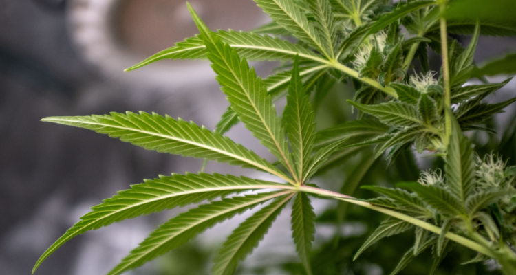 allanamiento termina con 3 detenidos por posesión de marihuana en Temuco