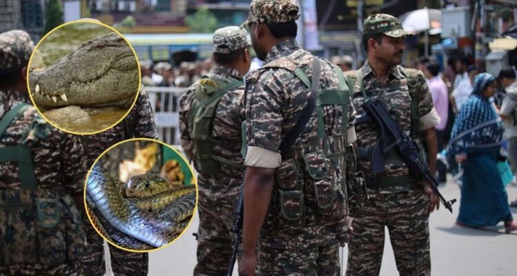 India quiere soltar serpientes y cocodrilos para controlar dificultosa frontera con Bangladesh