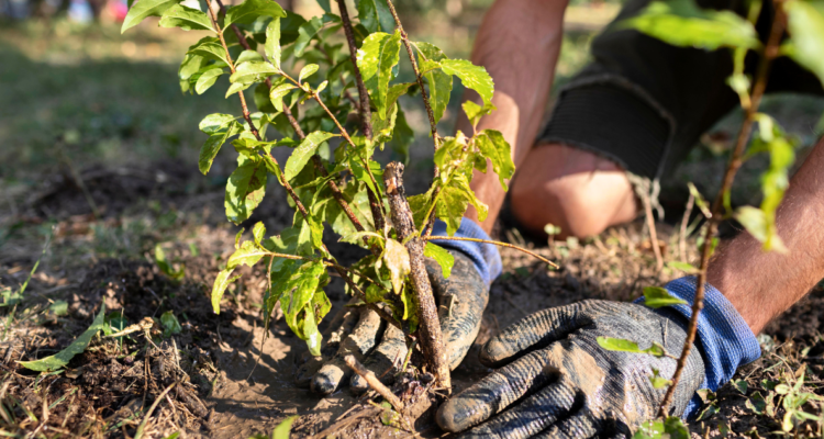 árboles nativos UdeC