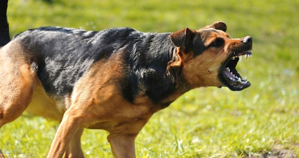 Hombre deberá pagar multa de $700 mil luego que su perro atacara a menor de edad en Punta Arenas