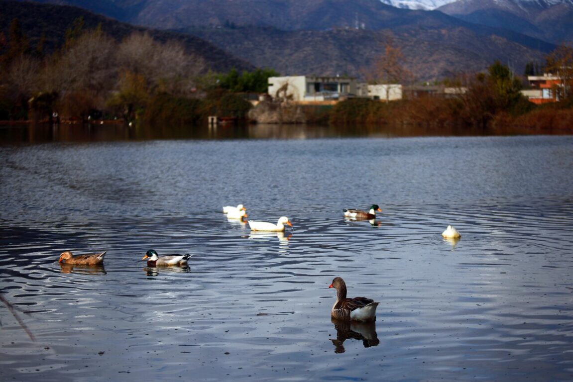 Aves en el humedal 