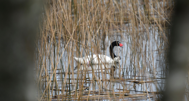 Bío Bío: SAG confirma primer caso de influenza aviar de alta patogenicidad en aves silvestres