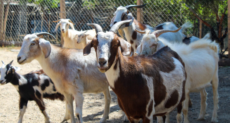 Cabras que están previniendo incendios
