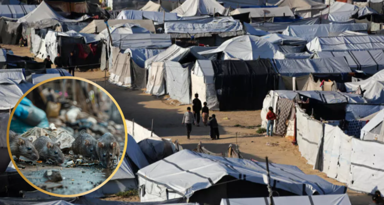 Campamentos de Gaza llenos de ratas
